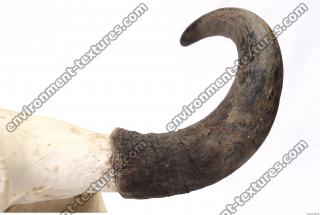 skull antler 0002